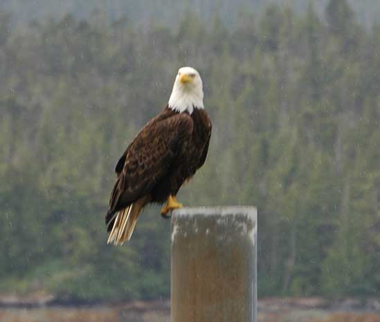 ketchikan06.jpg