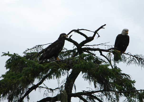 ketchikan09.jpg