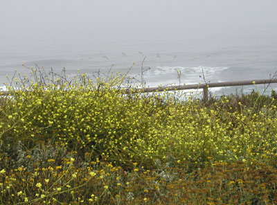 Photo of Pacific wildflowers
