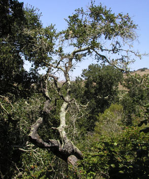 Photo of oak at El Chorro Regional Park