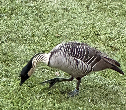 Nene Goose