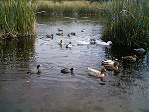 Vernal Wetland